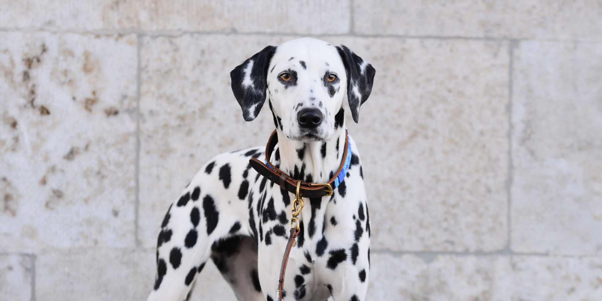Beaded Collars