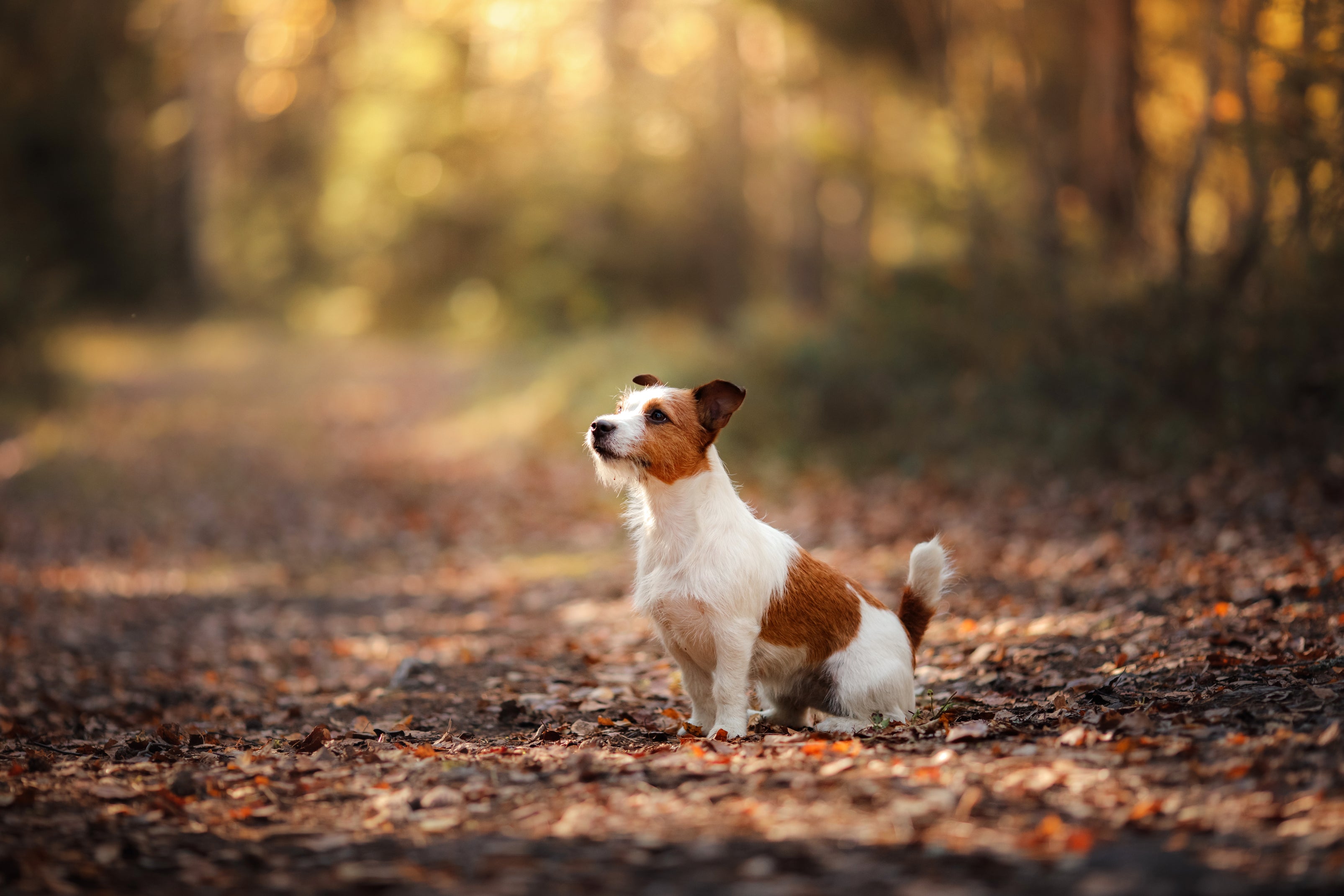 Autumn Collection