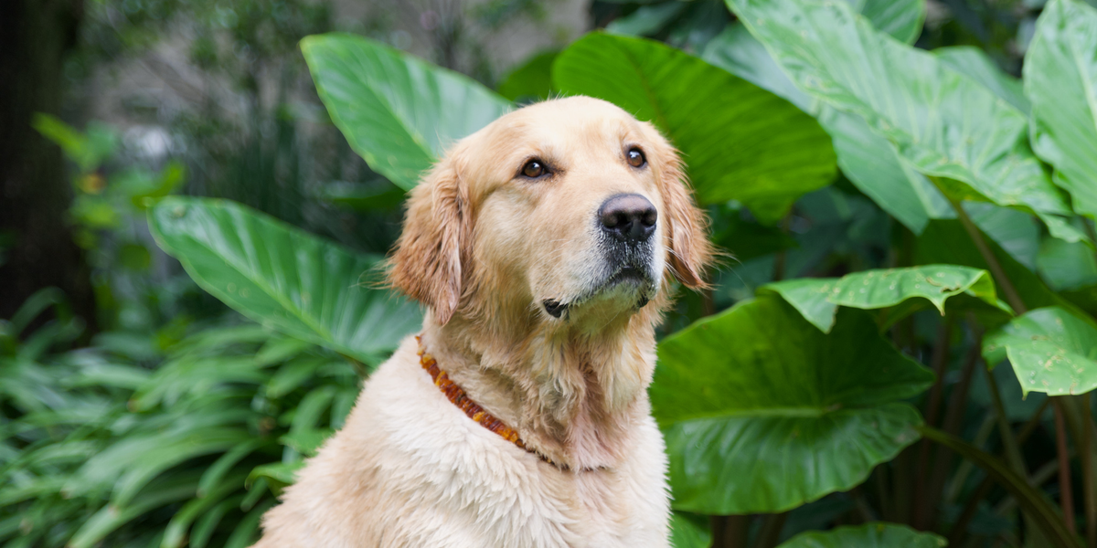 Amber Collars