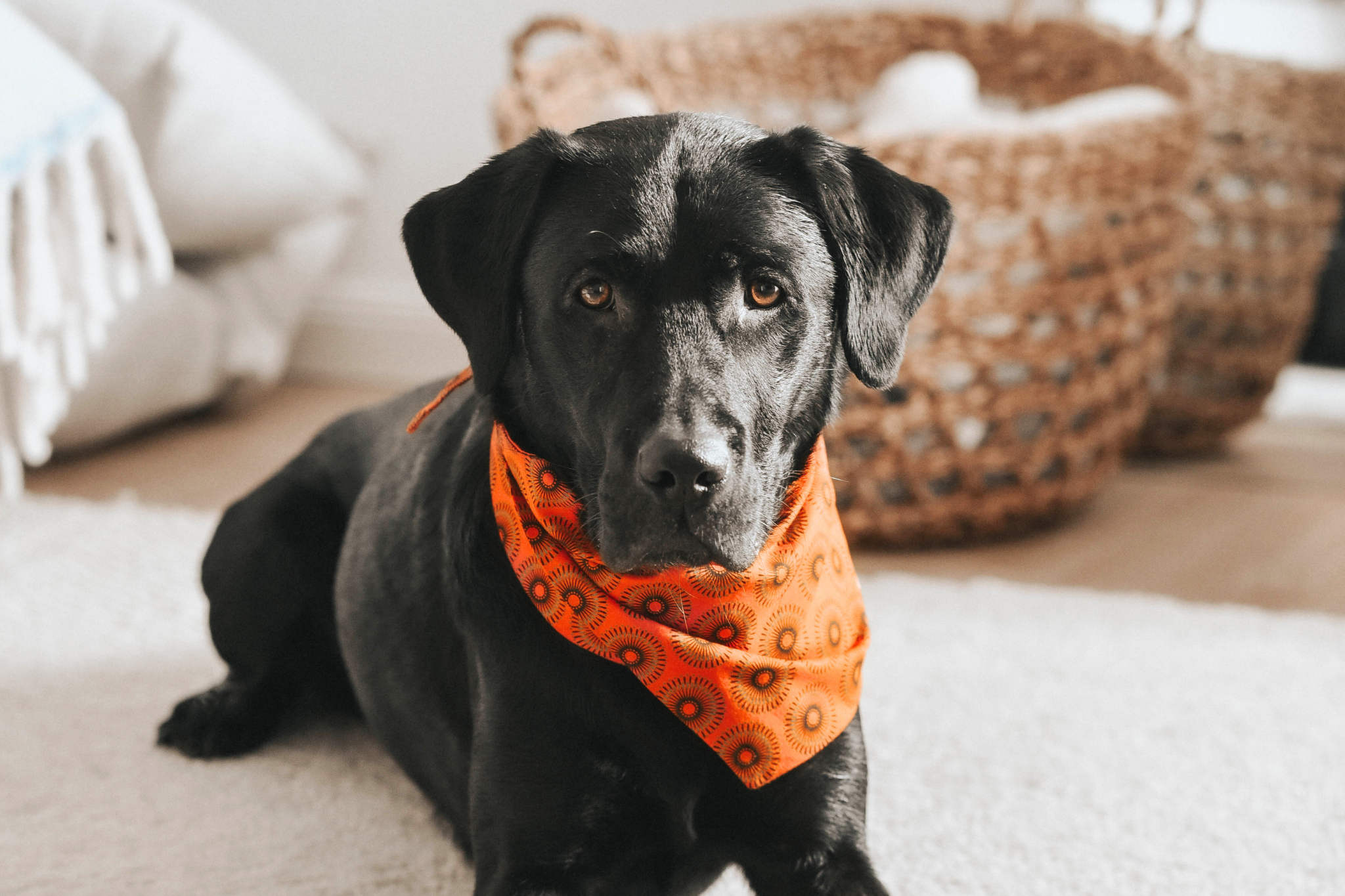 Bandana in Orange Shweshwe