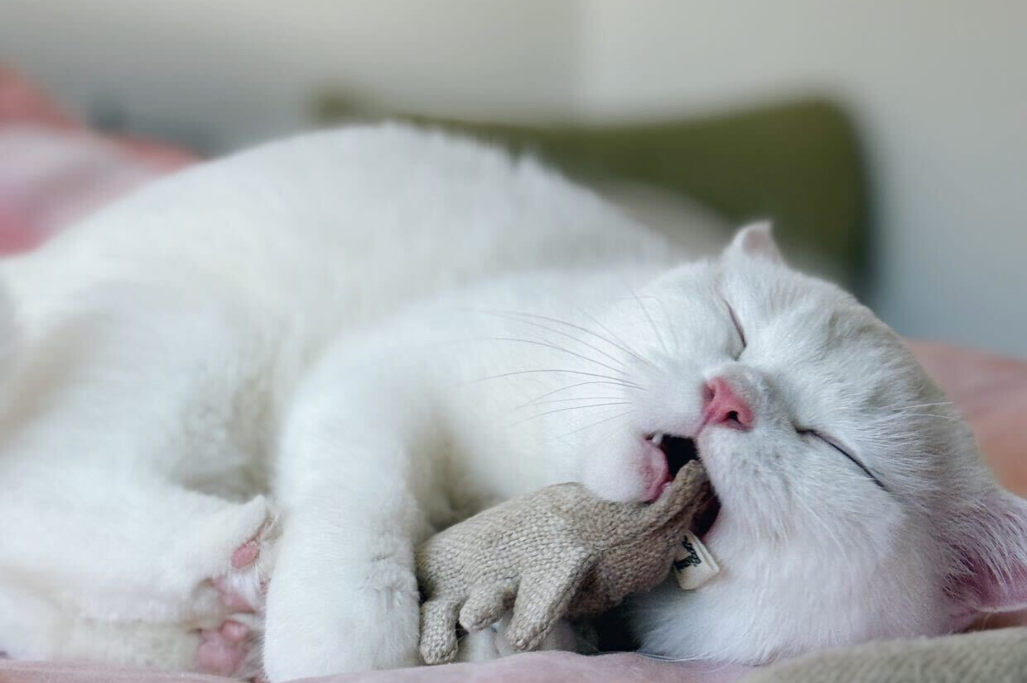 Fischgräten Katzenspielzeug | 2er-Set