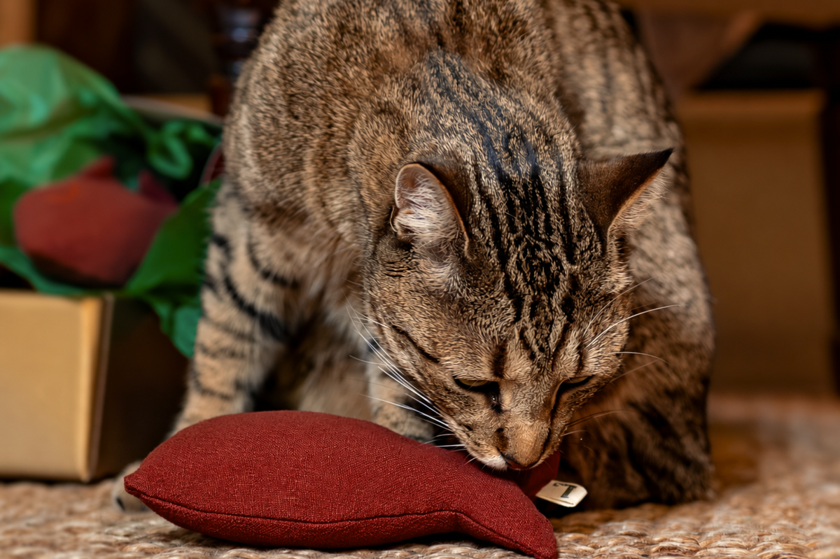 Christmas Carp Toy with Catnip