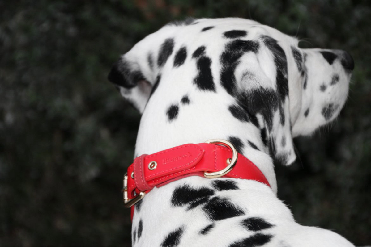 Apple Leather Collar in Festive Red