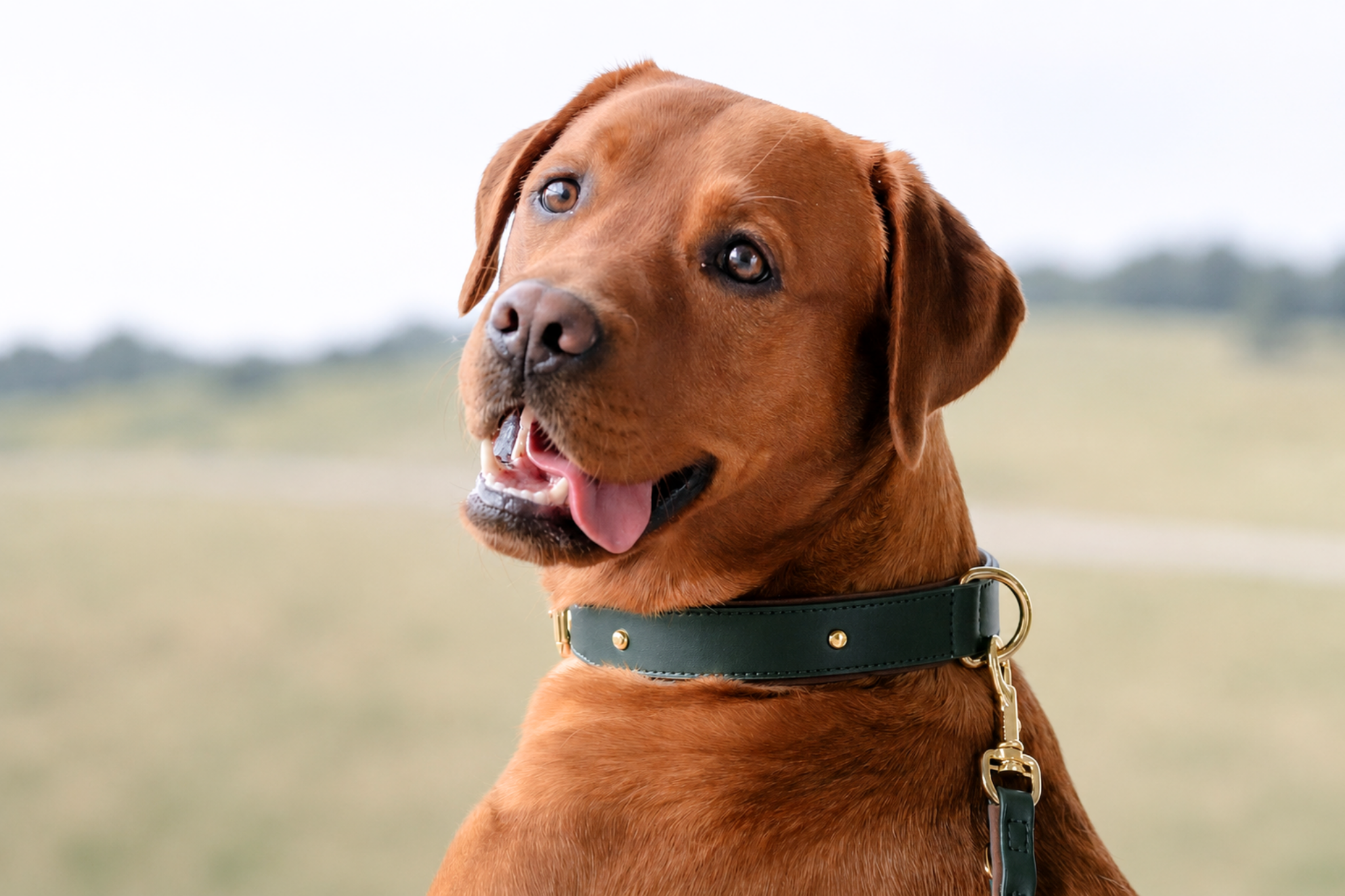 Apple Leather Collar in Winter Green