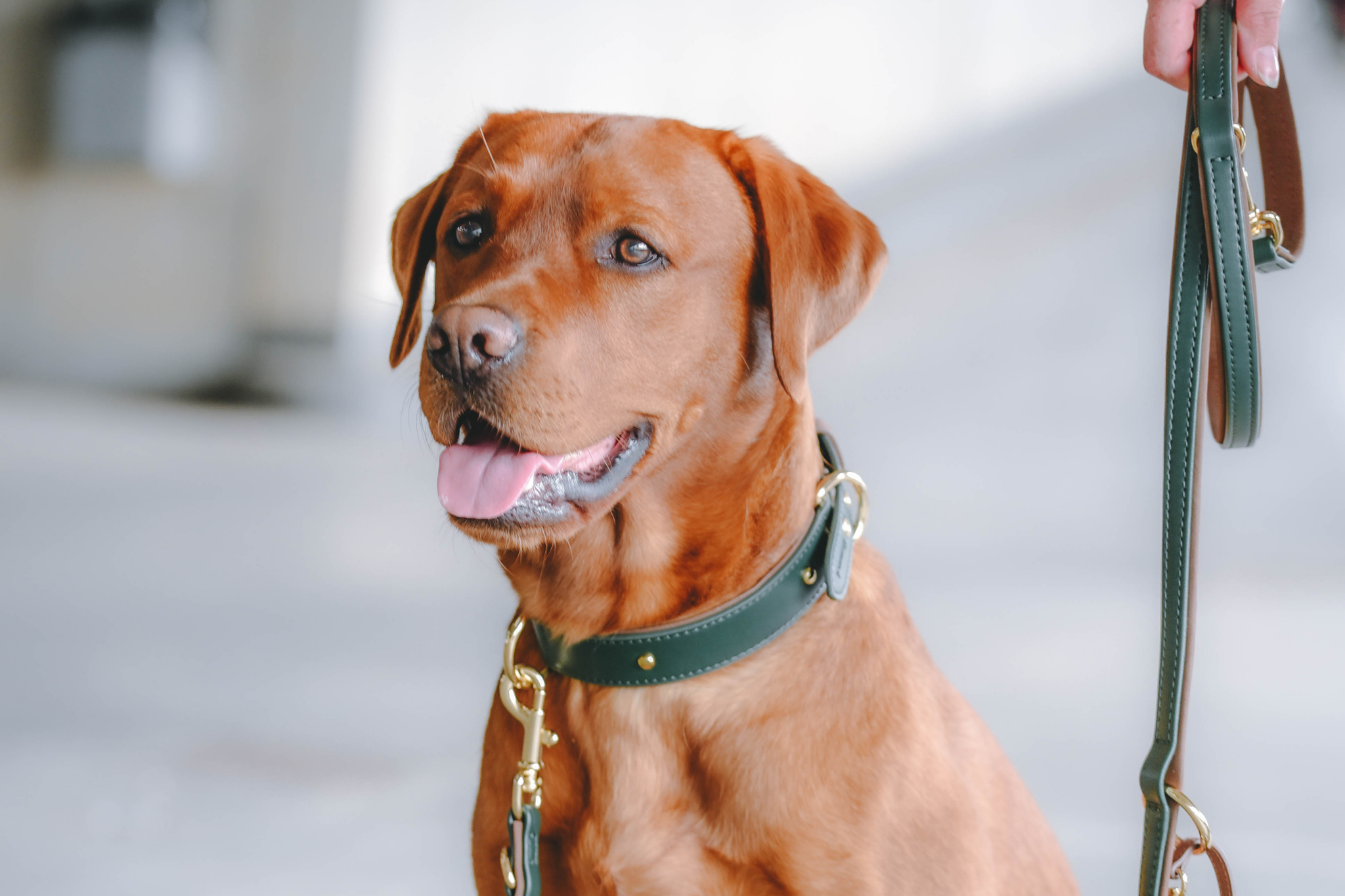 Apple Leather Collar in Winter Green