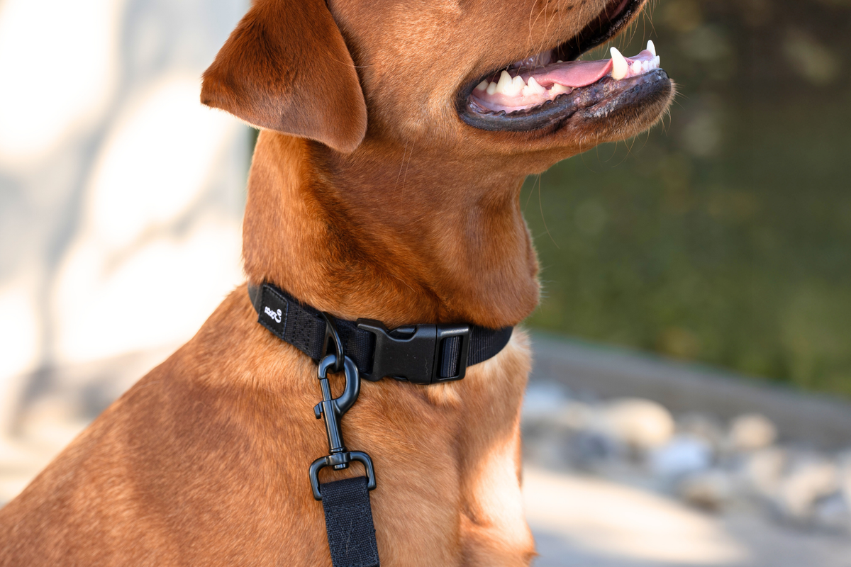Streetstyle Collar in Black