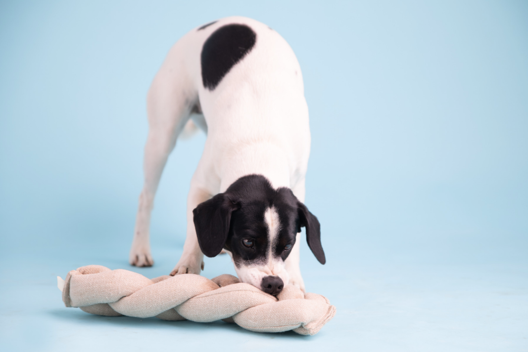 Snuffle Toy | Koeksister