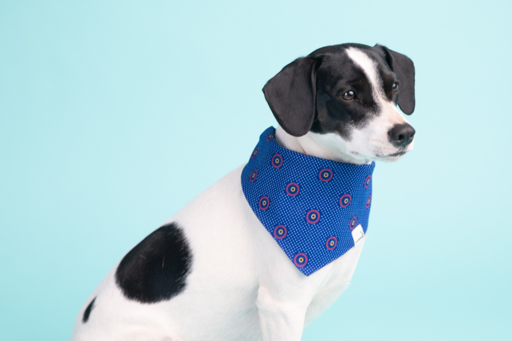 Bandana in Dark Blue Shweshwe