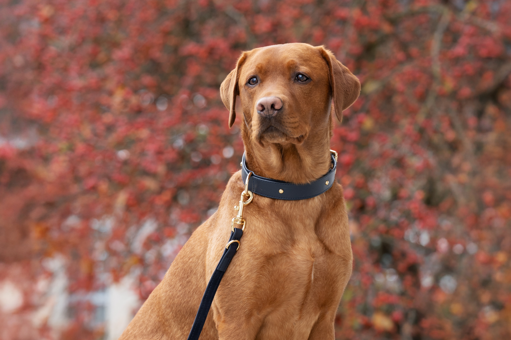 Apple Leather Collar in Royal Blue