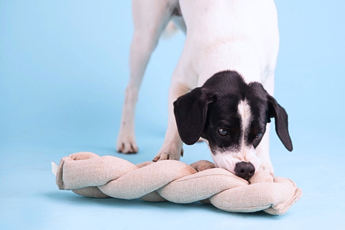 Snuffle Toy | Koeksister