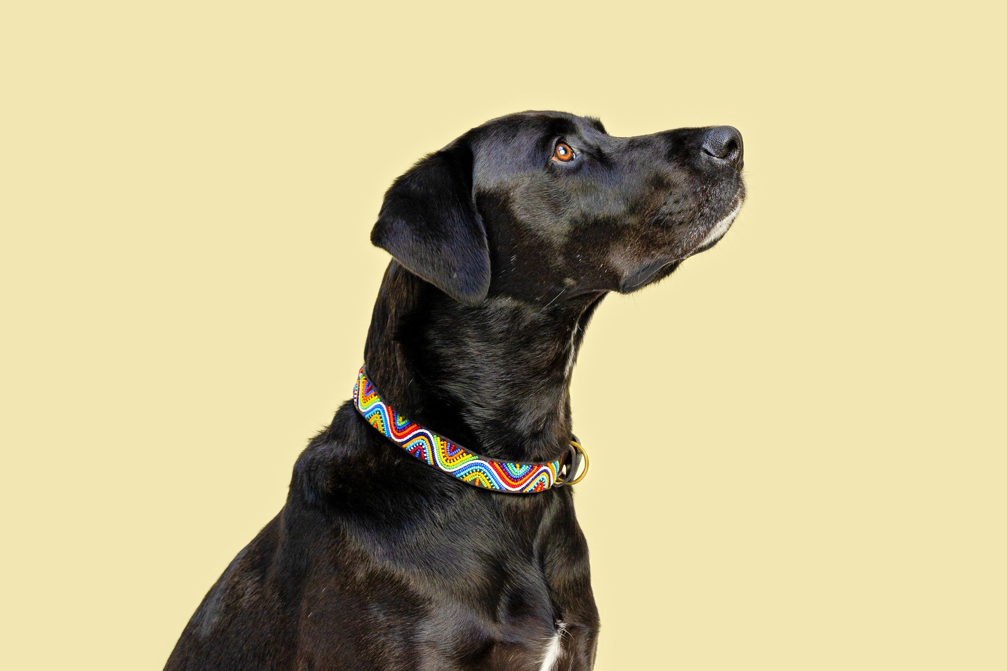 Beaded Collar | Rainbow Wave