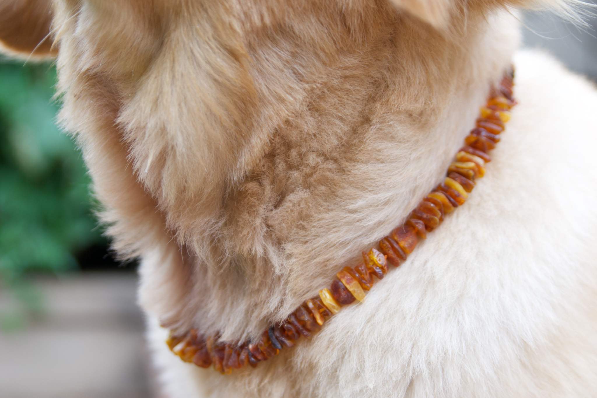 Baltic Amber Collar with Rose Quartz