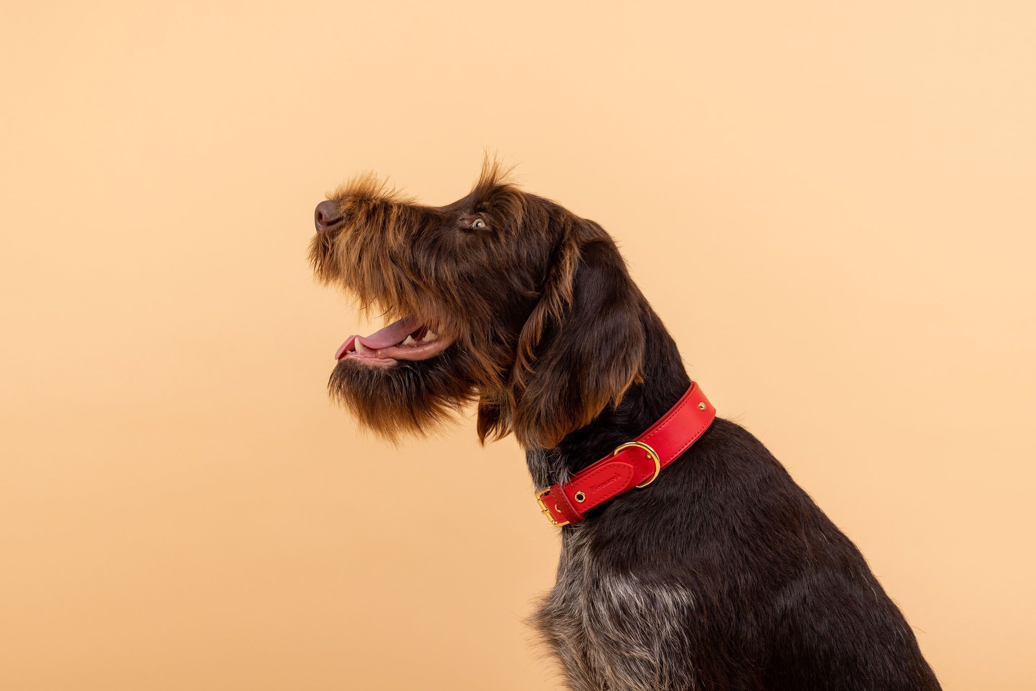 Apple Leather Collar in Festive Red