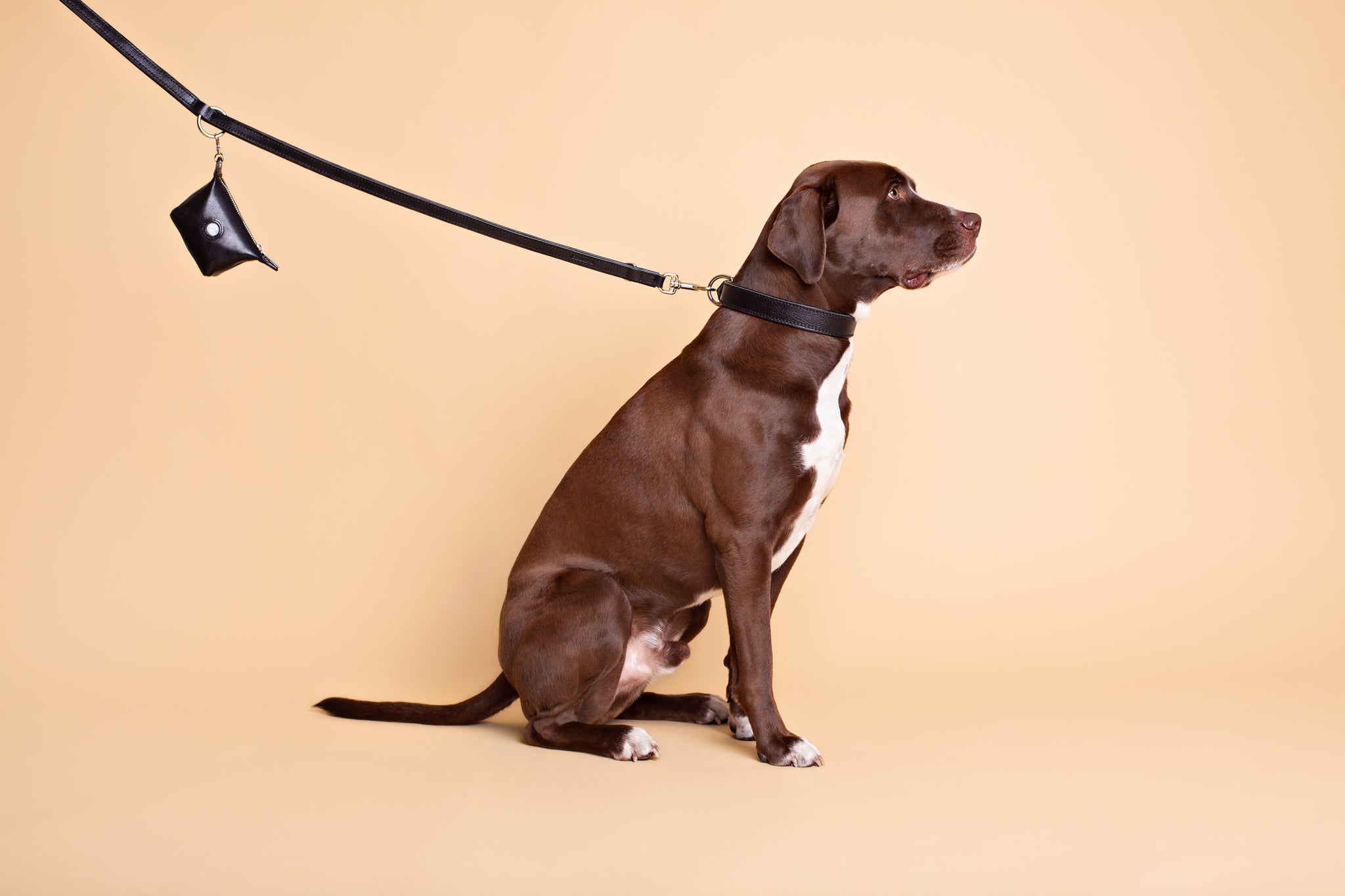 Leine aus Leder in Schwarz