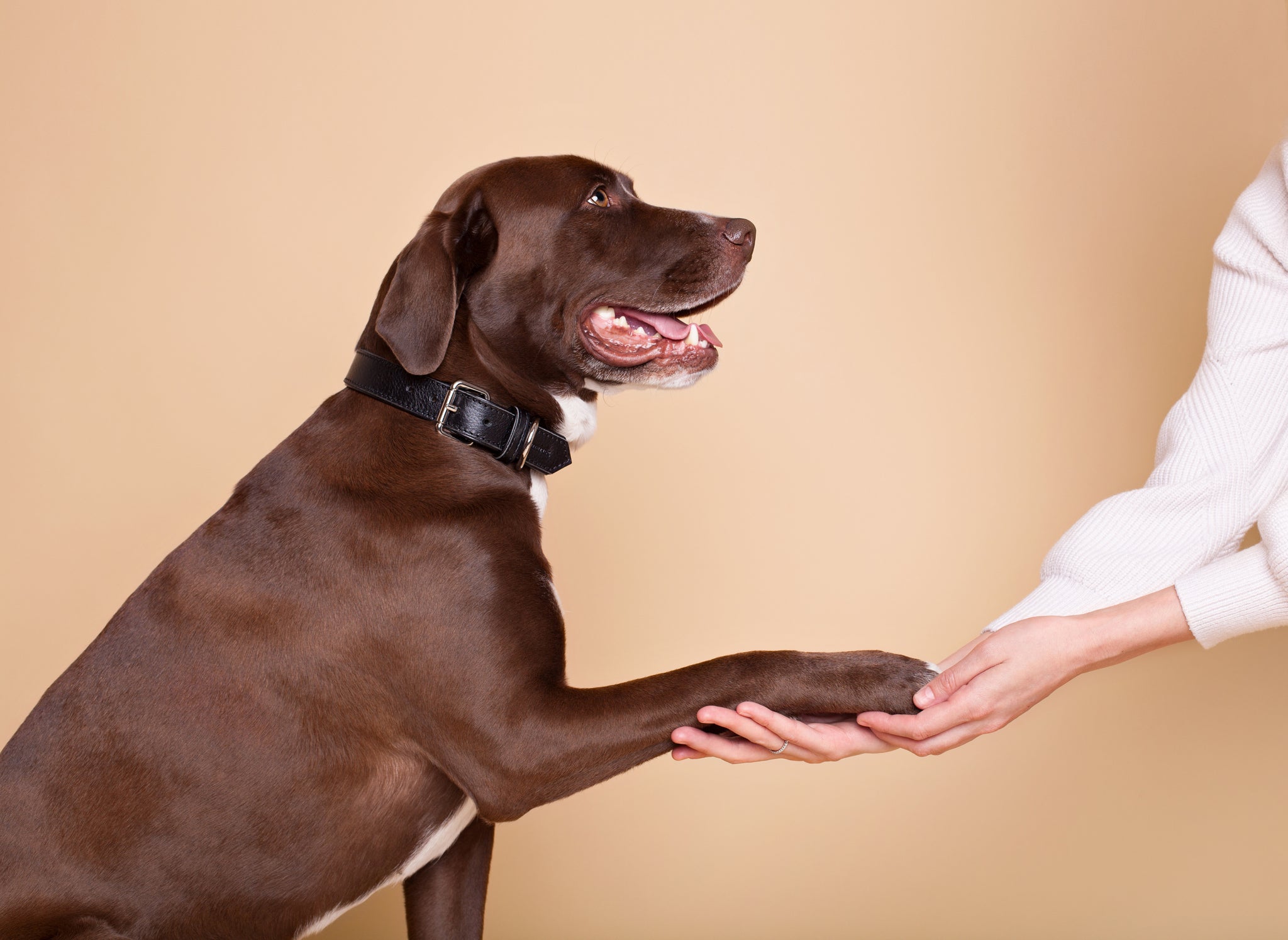 Pfoten- und Nasenbalsam