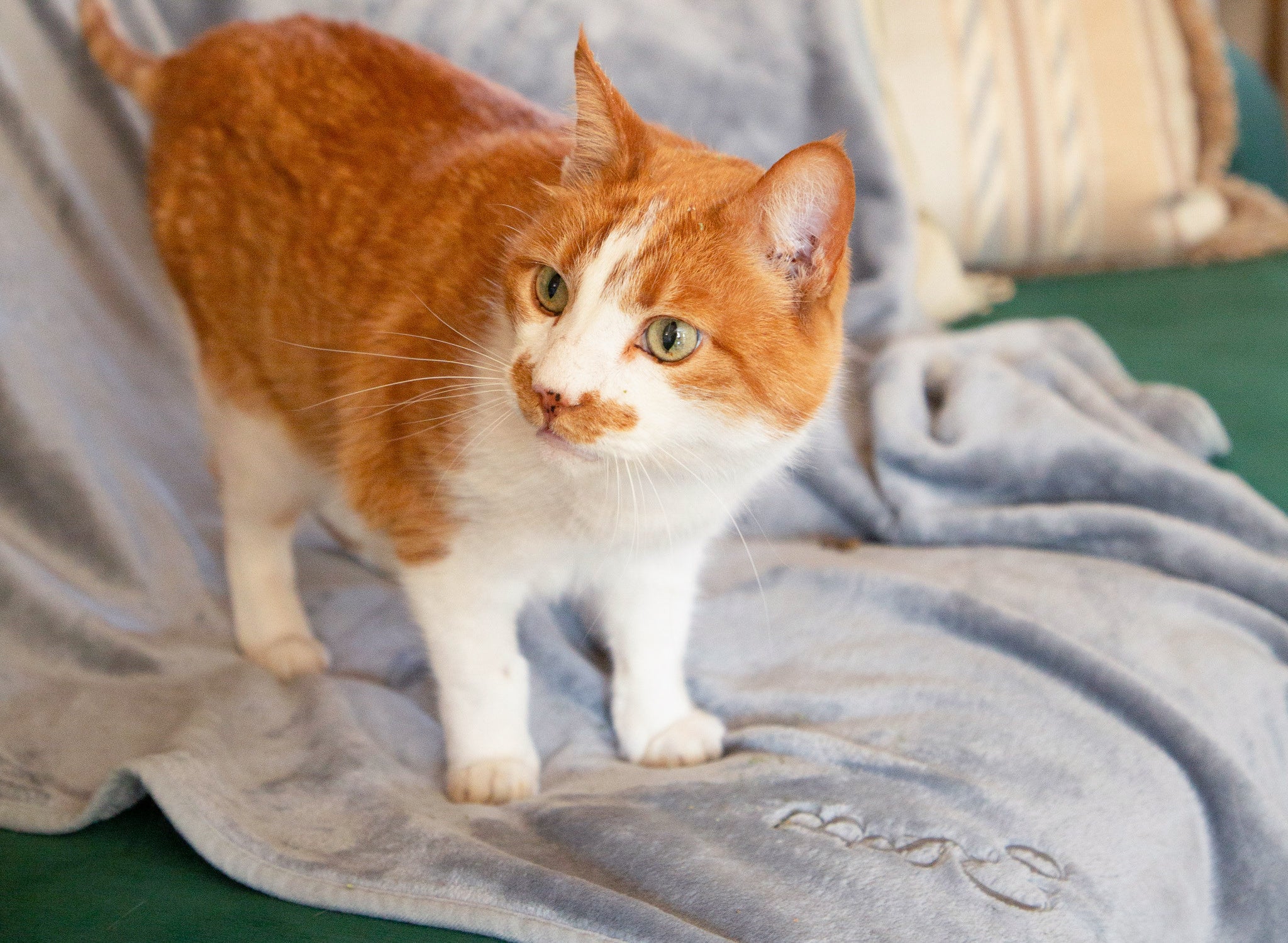 Weiche Fleece-Decke in Hellgrau