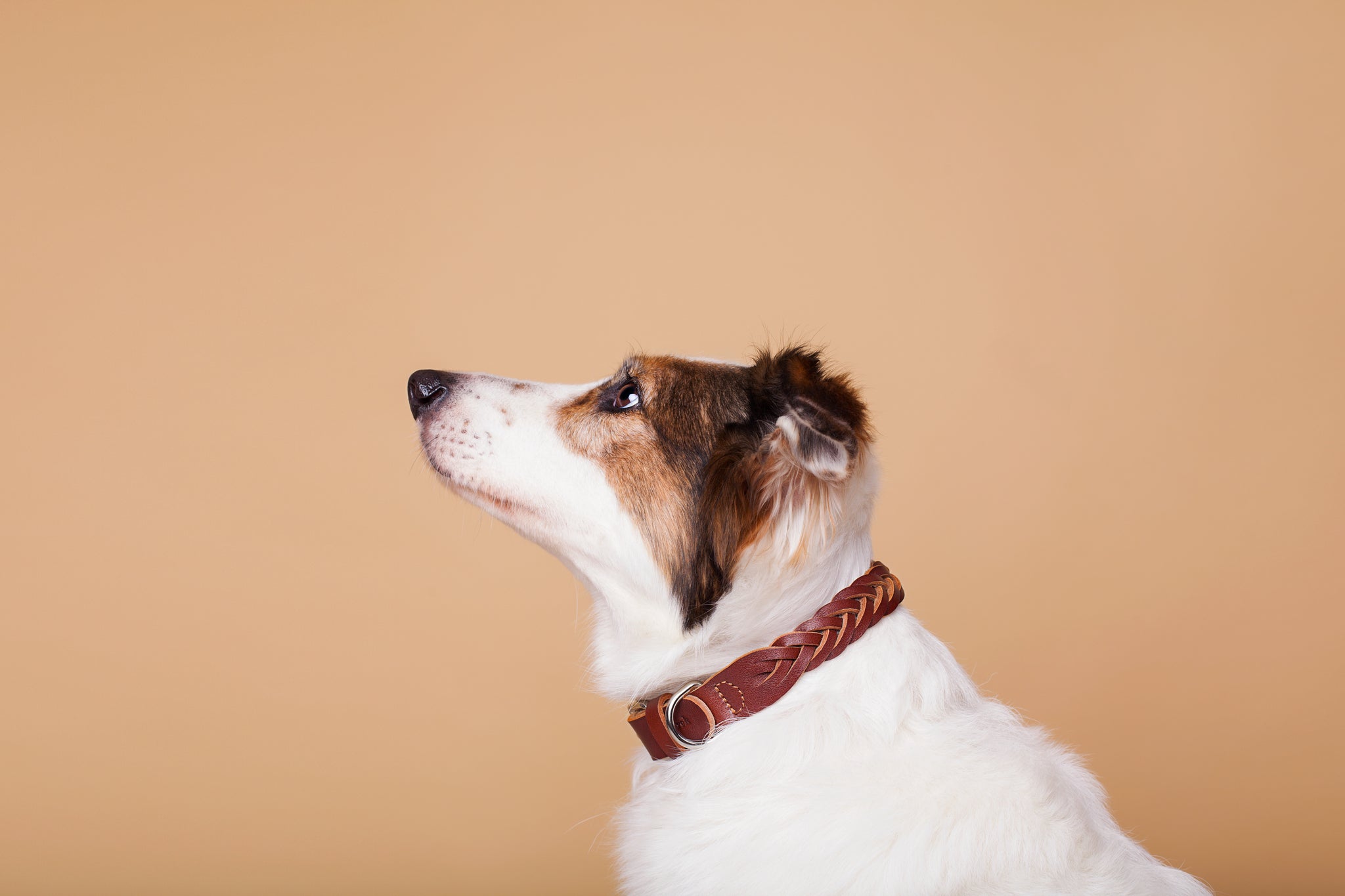 Plaited Leather Collar in Cognac