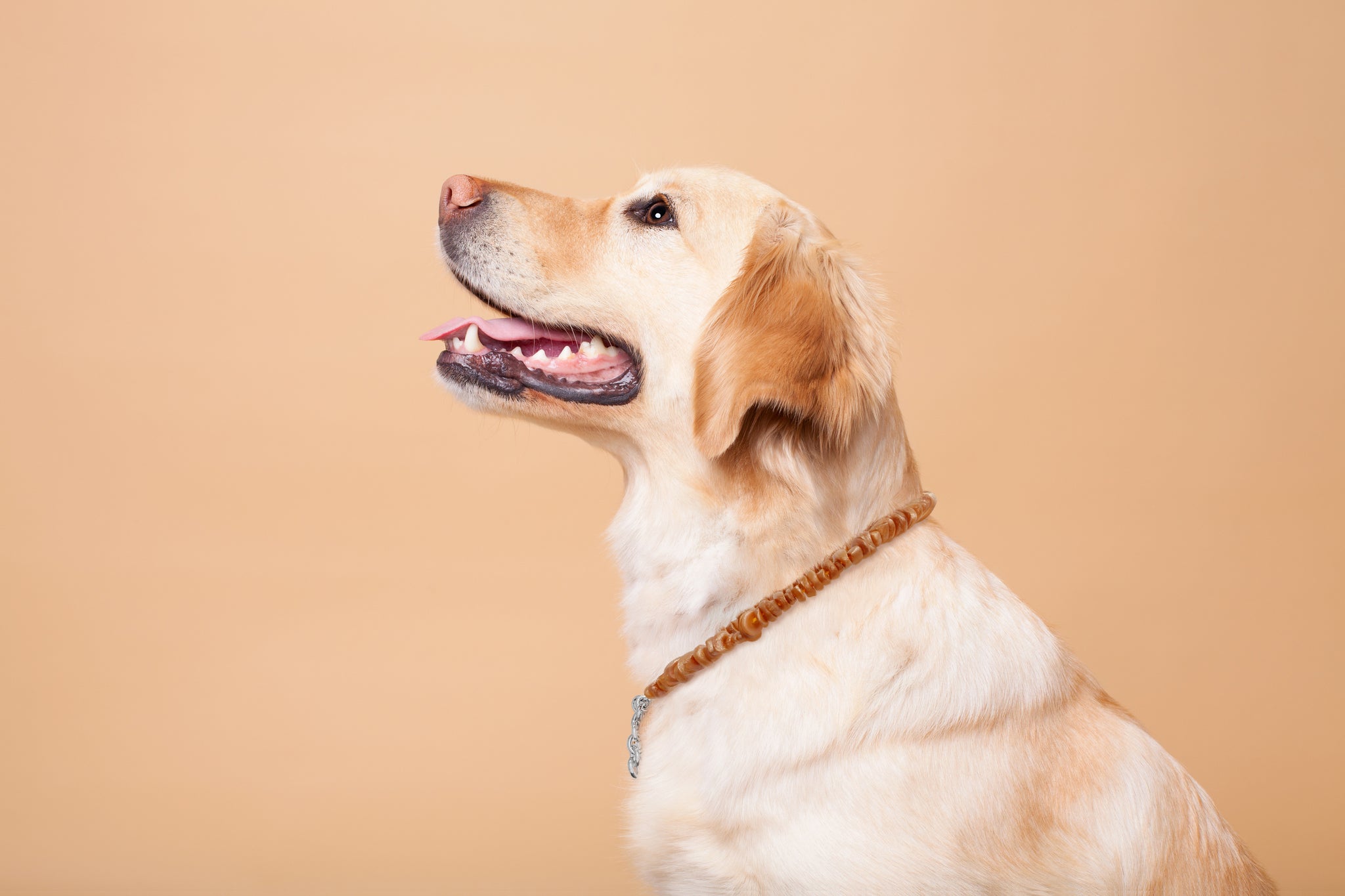 Baltic Amber Collars- Natural Flea & Tick Repellent