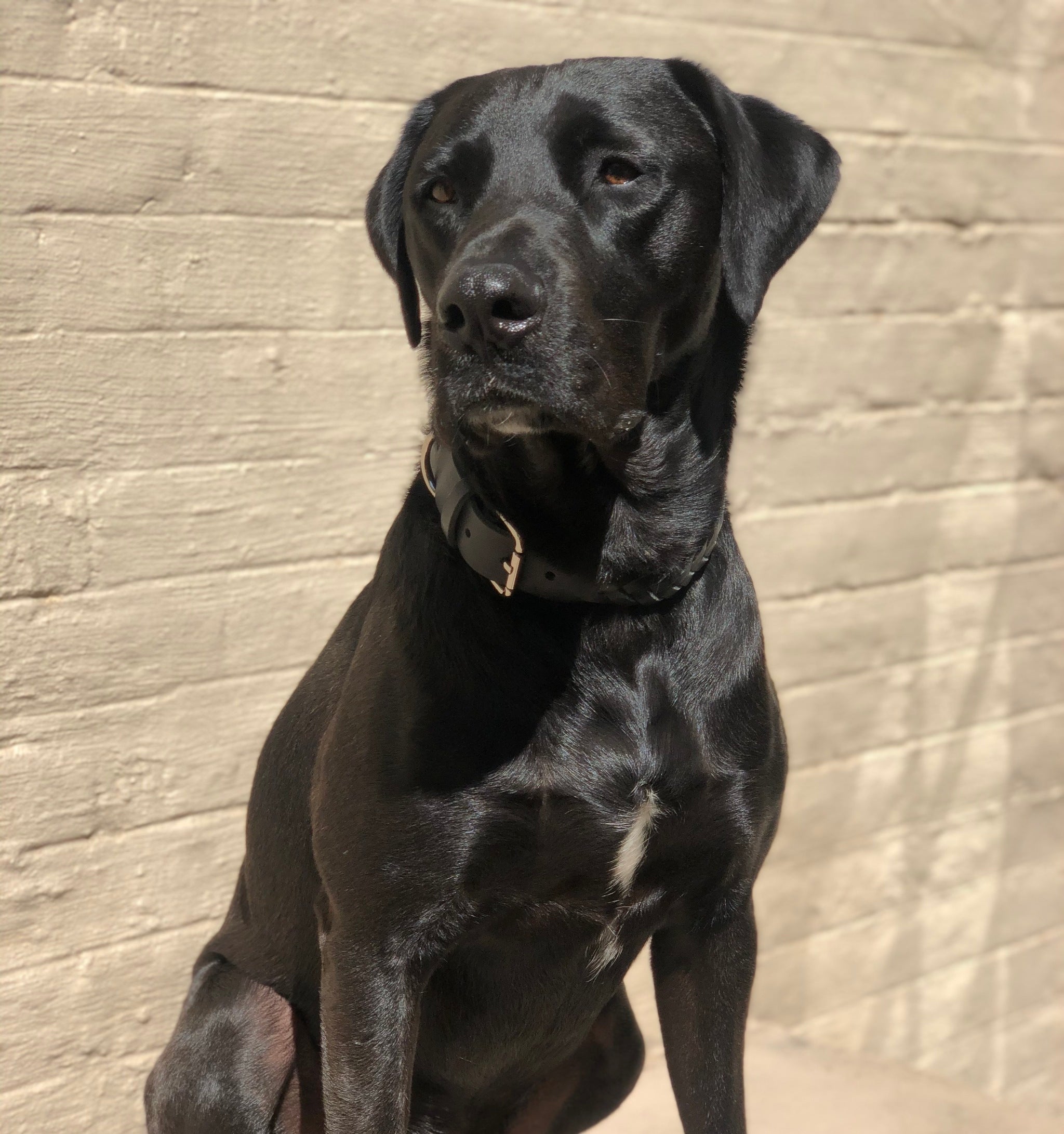 Geflochtenes Halsband aus Leder in Schwarz