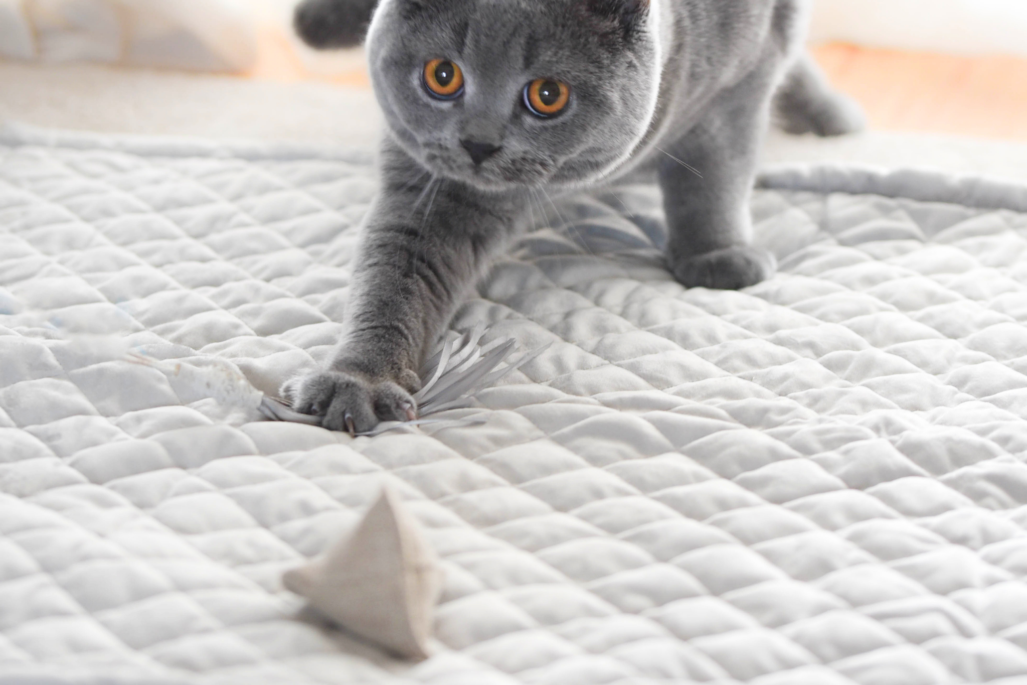 Catnip Toys