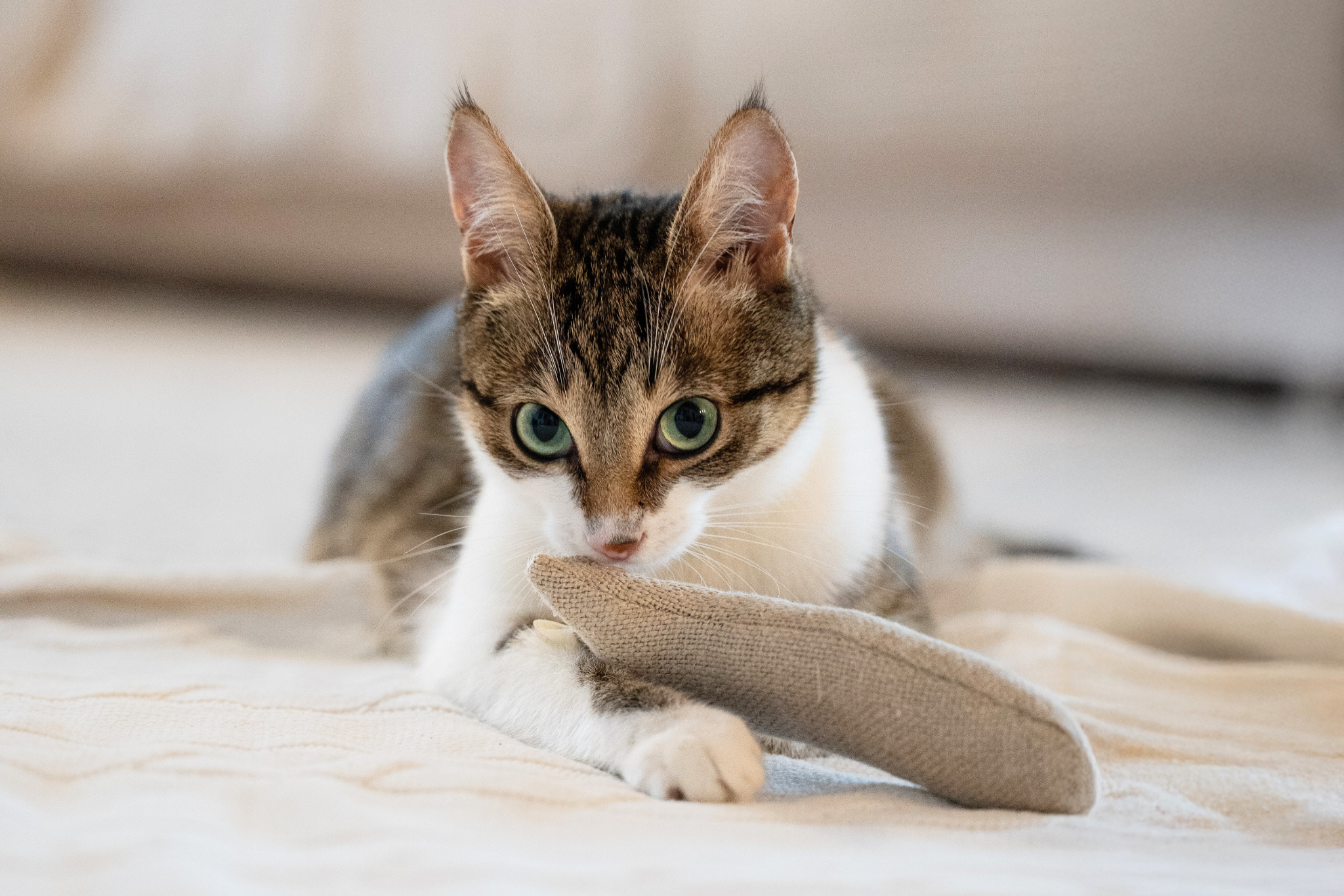 Sardinen Katzenspielzeug | 2er-Set