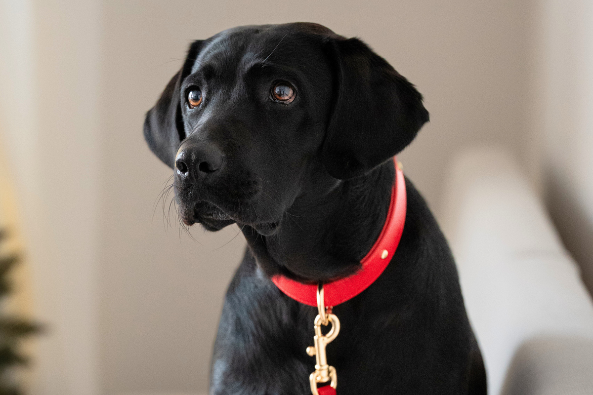 Apple Leather Collar in Festive Red