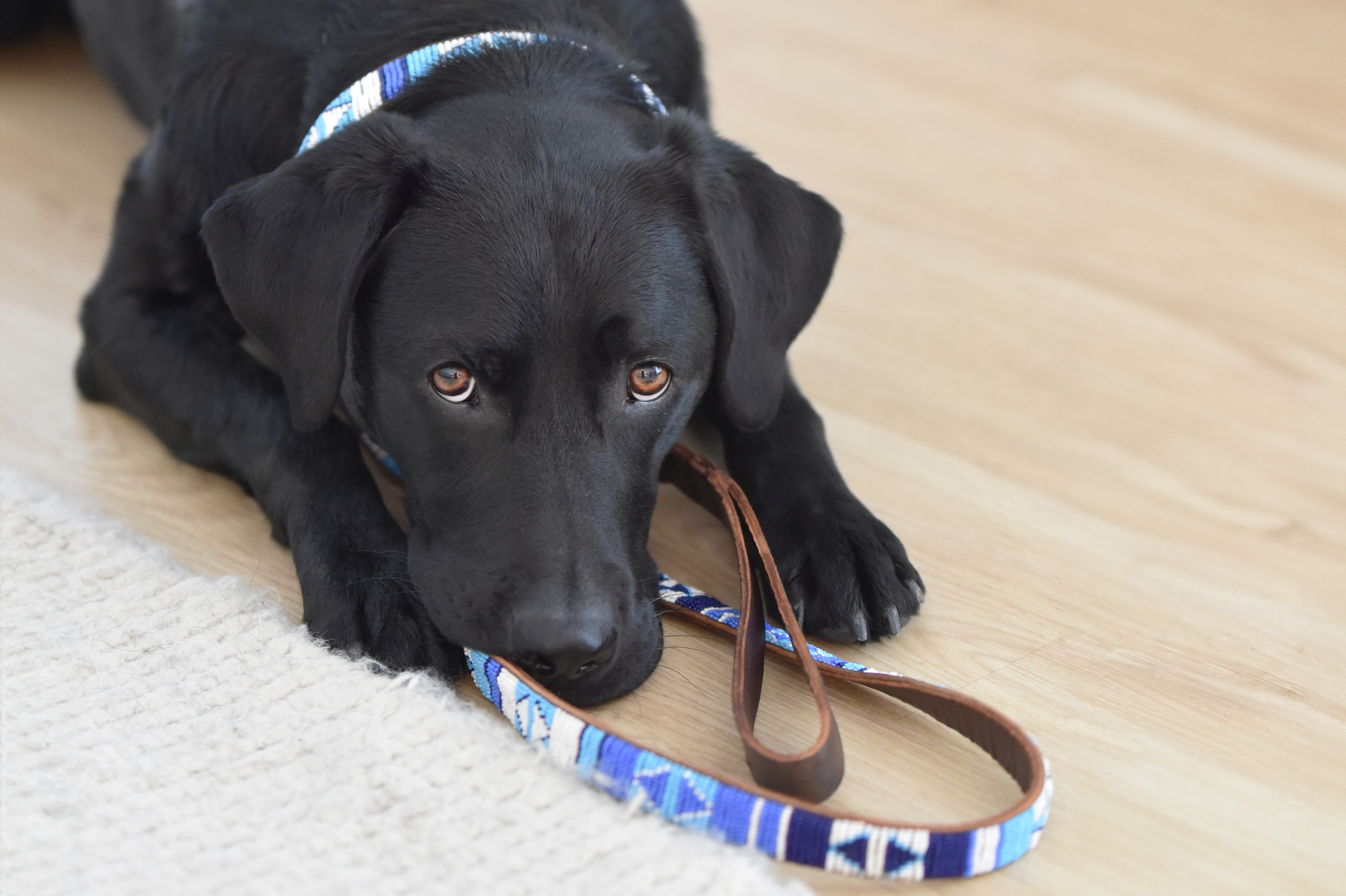Beaded Leash | Blue Ocean