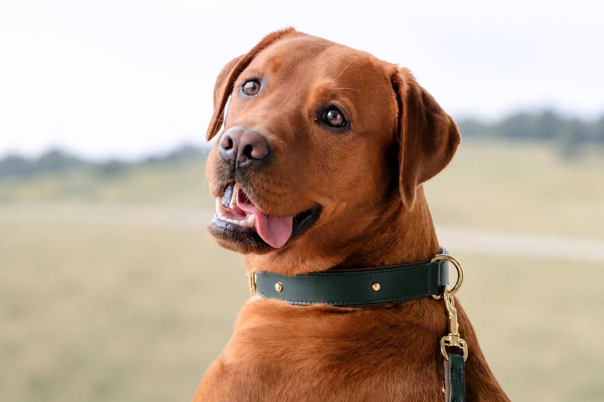 Apple Leather Collar in Winter Green