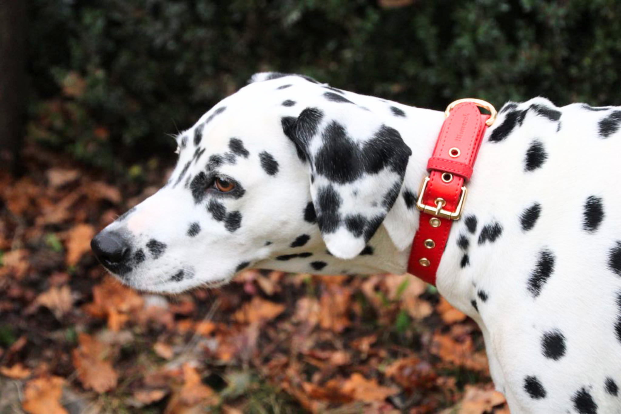 Apple Leather Collar in Festive Red