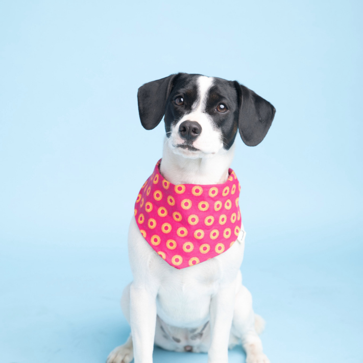 Bandana in Pink Shweshwe
