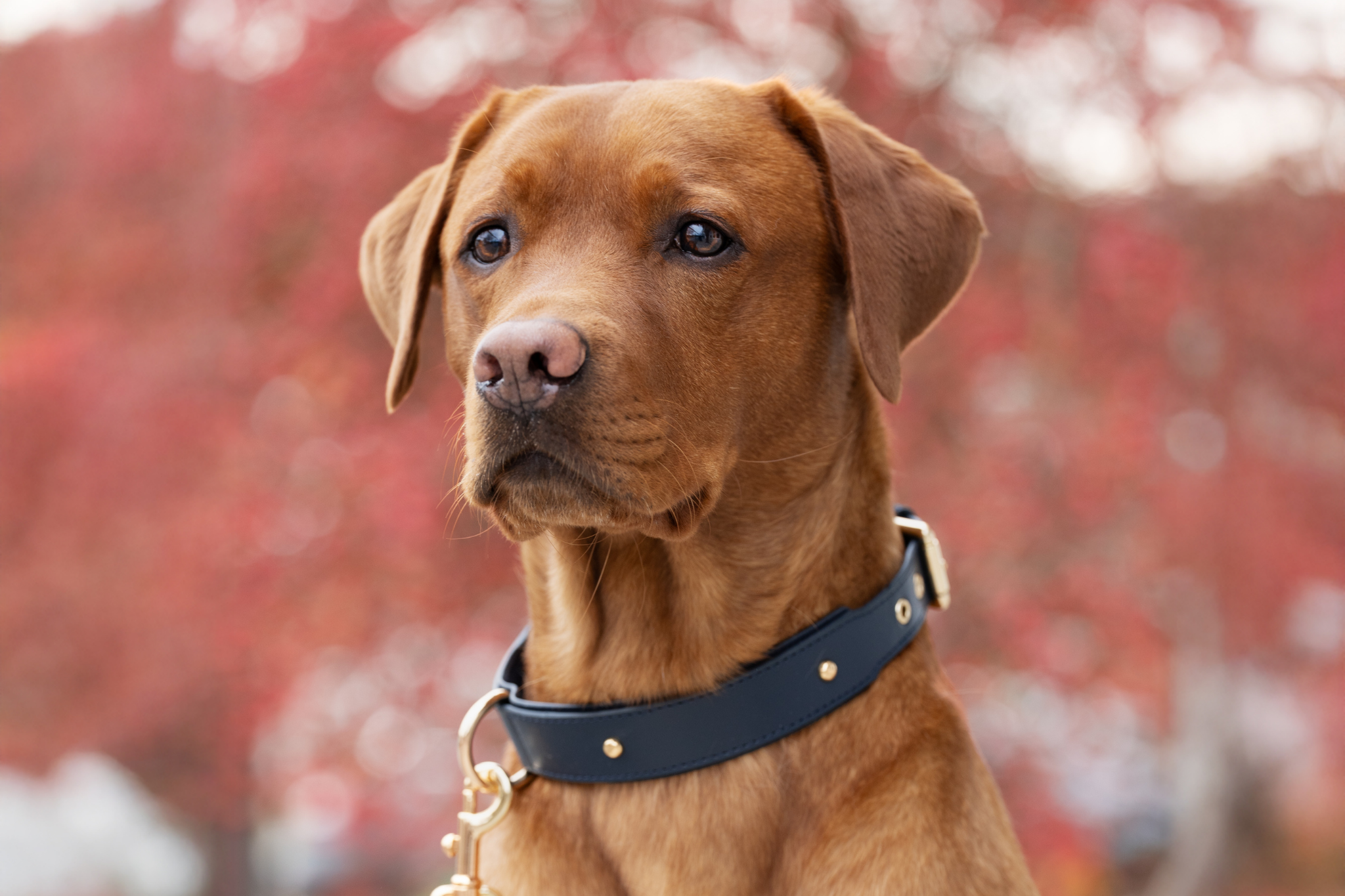 Apple Leather Collar in Royal Blue