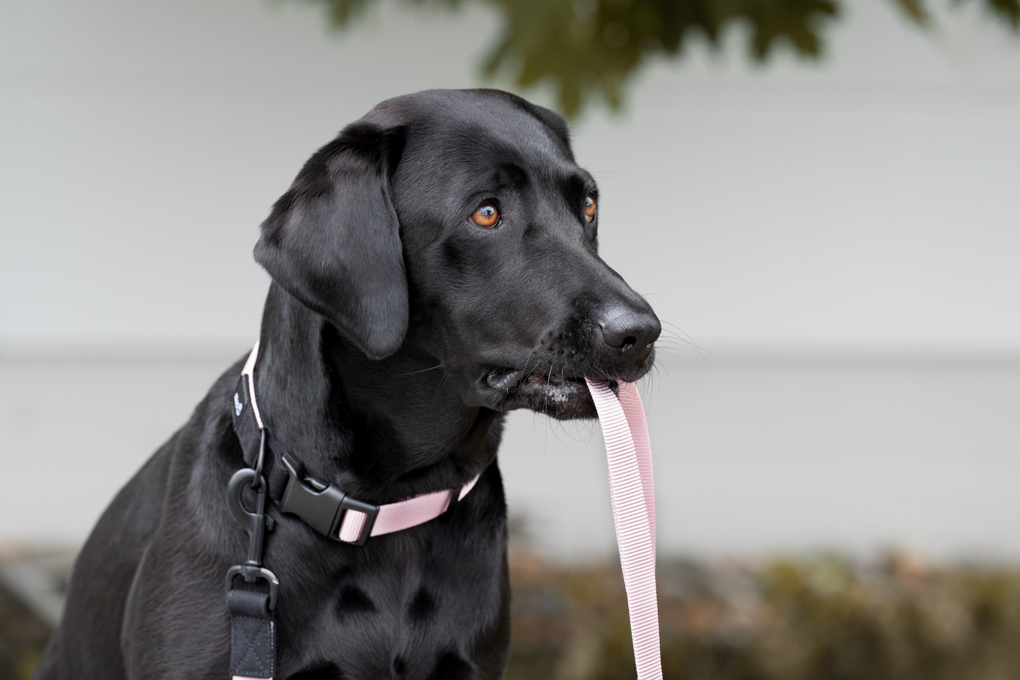 Streetstyle Leash in Candy Pink & Black
