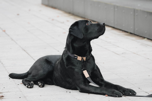 Streetstyle Leine in Biscotti & Schwarz